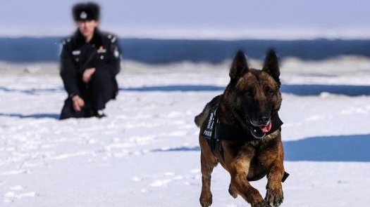 警犬黑爵五年如一日伴民警巡邏